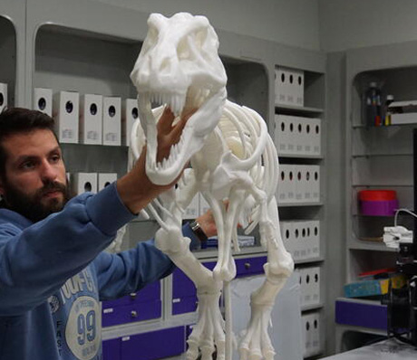 Giant T-Rex Skeleton Model