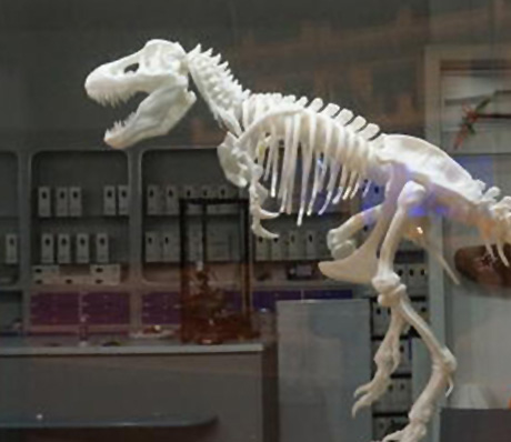 Giant T-Rex Skeleton Model